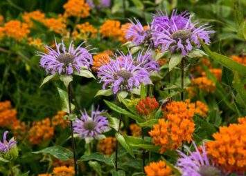 Wildflower Garden Seed Kits – What You Should Know